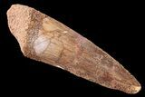 Bargain, Spinosaurus Tooth - Real Dinosaur Tooth #87390-1